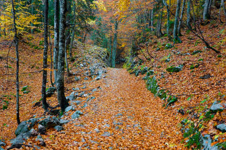 Autumn forest landscape in the National Park of Triglav, Slovenia, Europe