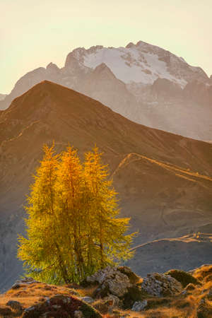 Autumn in the mountains of the Caucasus. Yellow birch on the background of snow-capped mountains.の写真素材