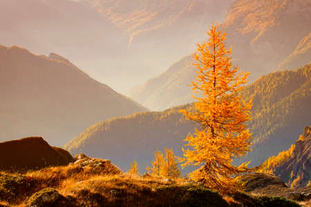 Larch tree in the autumn alpine mountains. Beautiful nature scenery.の写真素材