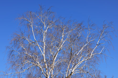 Bare birch branches against the blue sky, winter landscape.の写真素材
