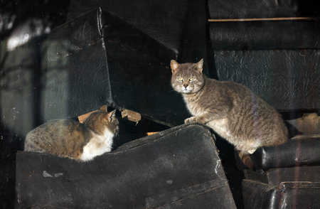Two cats sitting on a black leather sofa in a dark room.