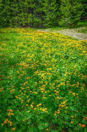 Wild alpine flowers in National Park Retezat, Romania, Europeの写真素材