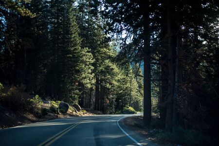 Trip to Sequoia National Forestの写真素材
