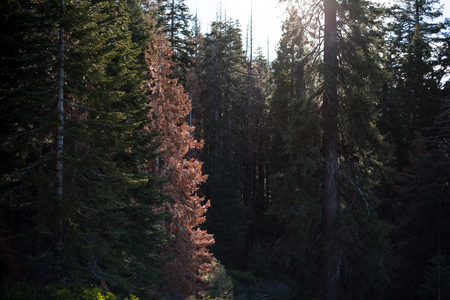 Trip to Sequoia National Forestの写真素材