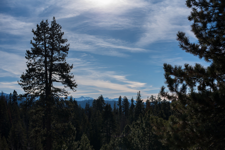 Trip to Sequoia National Forestの写真素材