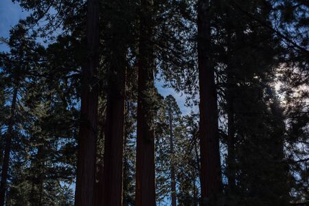 Trip to Sequoia National Forestの写真素材