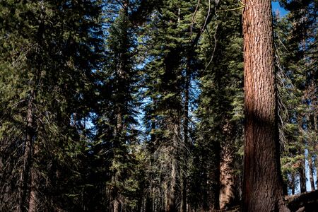 Trip to Sequoia National Forestの写真素材