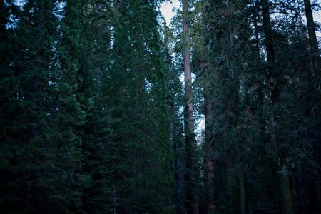 Trip to Sequoia National Forest