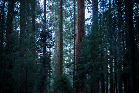 Trip to Sequoia National Forestの写真素材