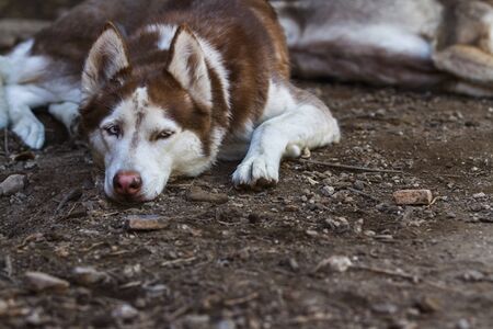 Portrait of cute husky dog resting on the ground