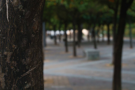 Close-Up of Tree Bark in Urban Parkの写真素材