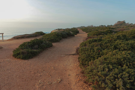 Sandy path winding through green coastal bushes at sunset by the oceanの写真素材