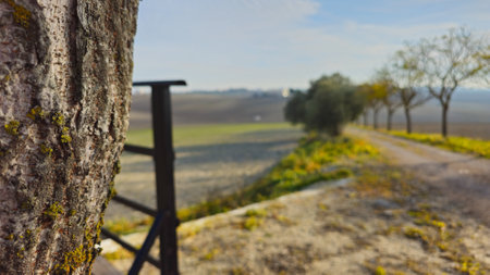 Scenic View of a Peaceful Countryside Pathway Surrounded by Trees and Fieldsの写真素材