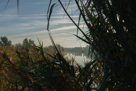 Misty Morning Lake View Through Dense Green Reedsの写真素材