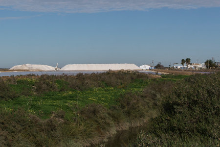 Sunny Day at Coastal Salt Production Site with Lush Greeneryの写真素材