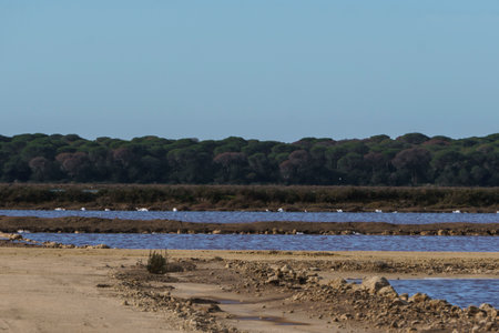 Serene Coastal Landscape with Resting Birds and Lush Green Treesの写真素材