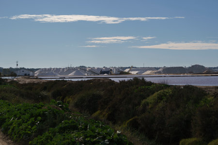 Picturesque Salt Pans Landscape with Coastal Vegetation under Clear Skyの写真素材