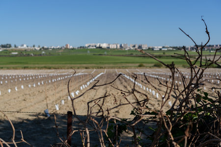 Barbed wire fence protecting a field of growing crops with plastic protectors and a city in the backgroundの写真素材