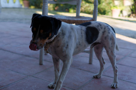 Dog licking its nose in a rustic courtyard settingの写真素材