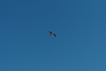 Gaviota in flight in the blue sky on the coast