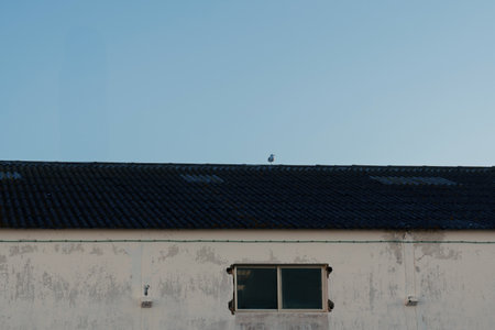 Seagull standing on a roof by the coast on a clear dayの写真素材