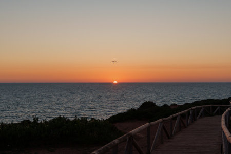 Seagull flying over coastline at sunset with wooden footpathの写真素材