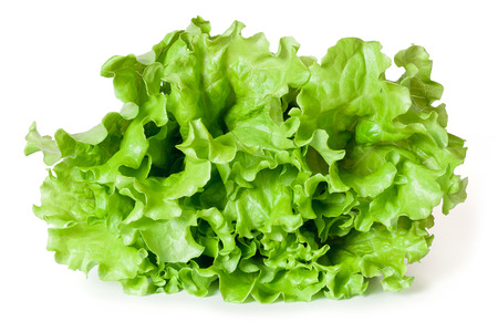 Leaves of lettuce on a white backgroundの写真素材