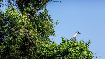 A adult bird Nycticorax Nycticorax, black-crowned night heron on the trees fly, lake at the Daan Forest Park in Taipei, capital of Taiwan.の写真素材