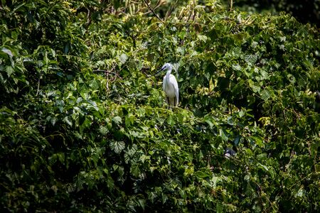 Adult bird white Egretta Garzetta on the tree. Little egret living on the trees of lake at the Daan Forest Park in Taipei city. Taiwanの写真素材