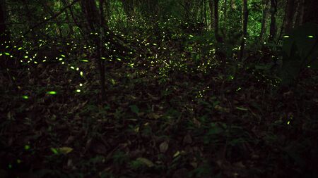 Yellow light of firefly insect flying in the night forest, background of Taiwan. Many fireflies are dancing around the trees on mountain Taipei. Taiwanese fireflies season. Beautiful nature landscapeの写真素材