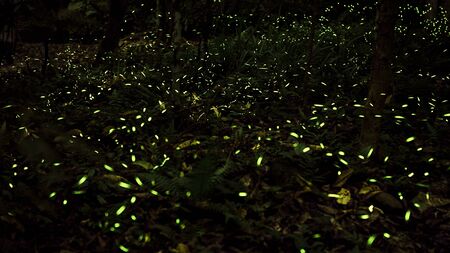 Yellow light of firefly insect flying in the night forest, background of Taiwan. Many fireflies are dancing around the trees on mountain Taipei. Taiwanese fireflies season. Beautiful nature landscapeの写真素材