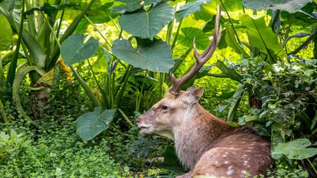 An adult male cervus nippon resting lying among the trees and forest plants at a day hot summer. Sika deer in the mountain.の写真素材