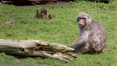 An adult Formosan rock macaque. Macaca cyclopis is sitting on the green ground near a wood tree.