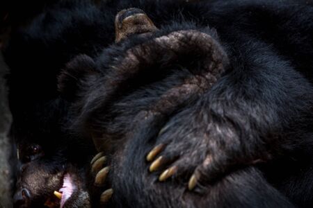 Closeup to the face of two adults Formosa Black Bears figthing with the claws in the forest. Ursus Thibetanus Formosanus figthの写真素材