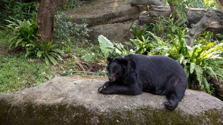An adult Formosa Black Bear lying down on the rock in the forest at a day hot summer. Ursus Thibetanus Formosanus.の写真素材