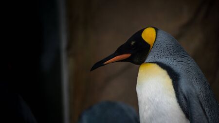 Closeup face of King Penguin in captivity. Aptenodytes patagonicus breed on the subantarctic islands at the northern reaches of Antarctica, they are especially adapted to aquatic life.の写真素材