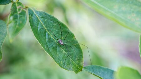 A spider over the leaf in the forest area of Taiwan.