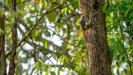 A bird Taiwan Barbet inside the hole nest on the tree at Taipei. Muller's Barbet is a colorful bird....