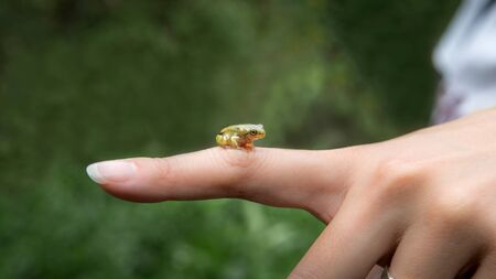 Woman holding a small forest frog toad close-up. People interacting with little wild reptile animal...