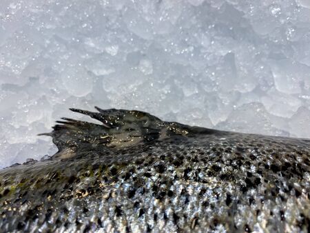 Close Up of salmon fish on ice store counter. Fresh Salmon on displayed at supermarket. Sell cold...