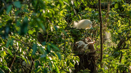 Mother white Egretta Garzetta feeding her nestlings in the nest with beautiful sunset light. Adult...