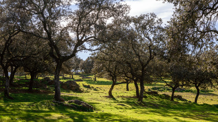 Landscape of a green dehesa in a beautiful day of winter with Sun. Field in the autonomous community of Andalusia, Spainの写真素材