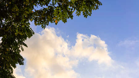 Branch trees against cloudy blue sky, bottom view. Natural green leave tree background with copy space with low angle view. Scene of fresh foliage and room for copy text, environment ecology conceptの写真素材