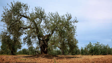 Harvested fresh olives in a field for olive oil production at Andalusia south of the Spain country. Traditional plantation of olive tree in a row with cloudy sky.の写真素材