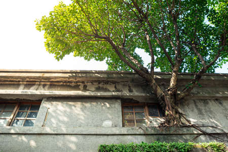 A single tree that has grown on the exterior of ancient stone wall with a window and lattice. A...