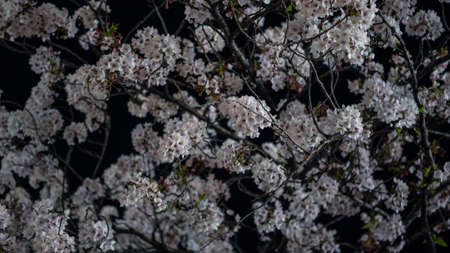 A nature scene of beautiful cherry trees blooming in a street city at night. Spring scenery of amazing Japanese sakura blossoms branch at Kyoto.の写真素材