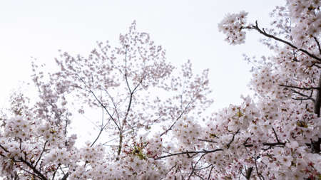 Beautiful pink cherry trees blooming extravagantly a nature scene. Spring scenery of Japanese countryside with amazing sakura blossoms branch at park of Tokyo.の写真素材
