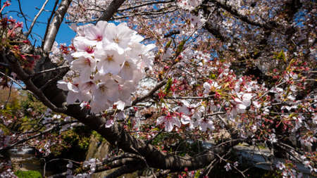 Beautiful pink cherry trees blooming extravagantly a nature scene. Spring scenery of Japanese...