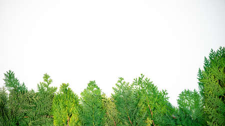 Christmas border with space for design. Beautiful green fir tree branches decor on white banner. Winter noel concept. Top view of frame New year background.の写真素材