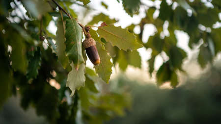 Beautiful branch of oak tree with acorn fruit ripe in forest Spain at autumn. Closeup acorn oak nut on green leaves in nature background. Brown nuts on a sunny dayの写真素材